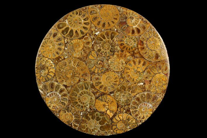 Composite Plate Of Agatized Ammonite Fossils #130567